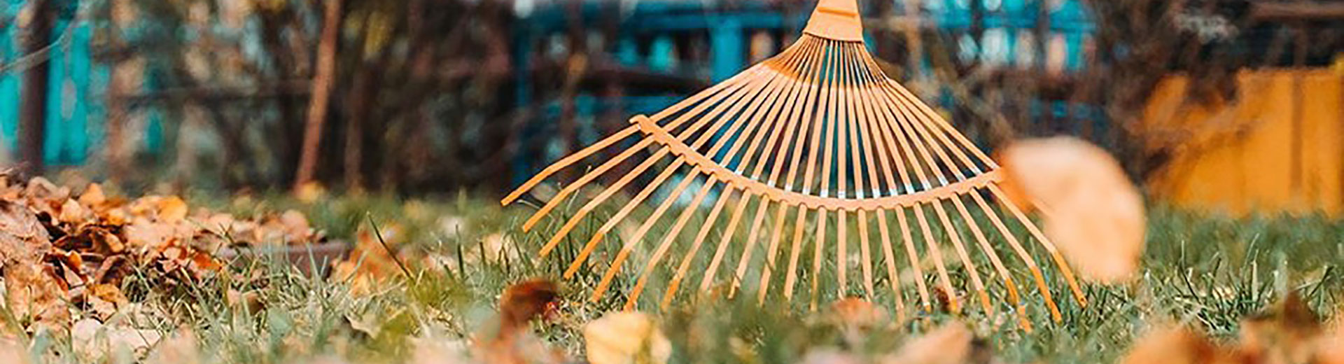 Trädgården: Vad ska göras på hösten?