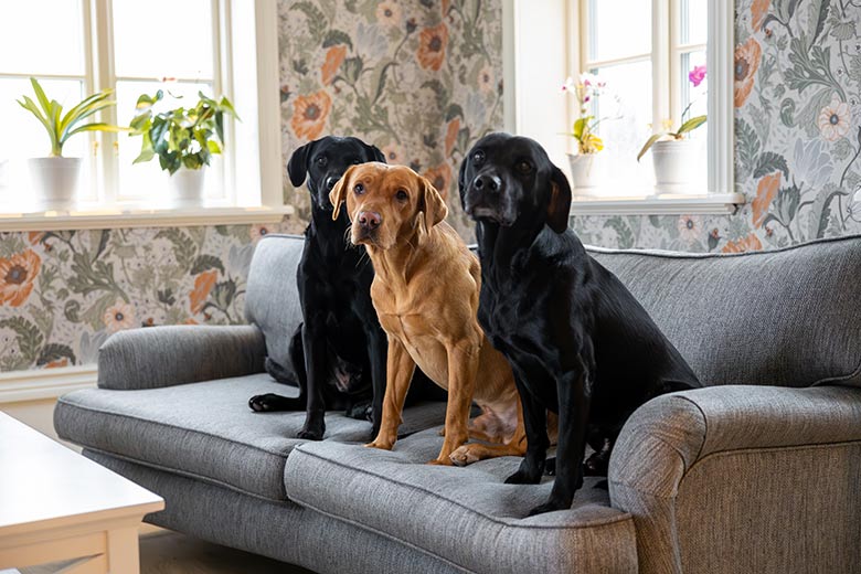 Tre hundar i soffan