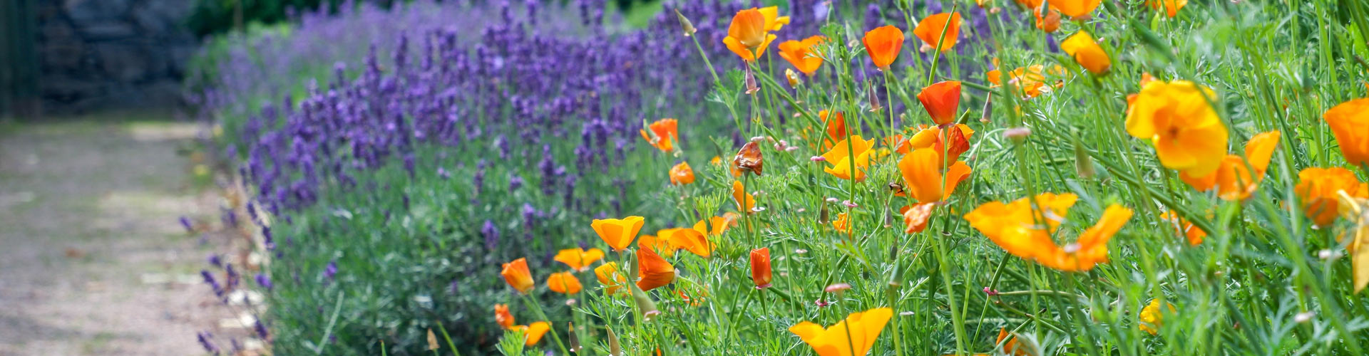 9 tips till en inspirerande och lättskött trädgård